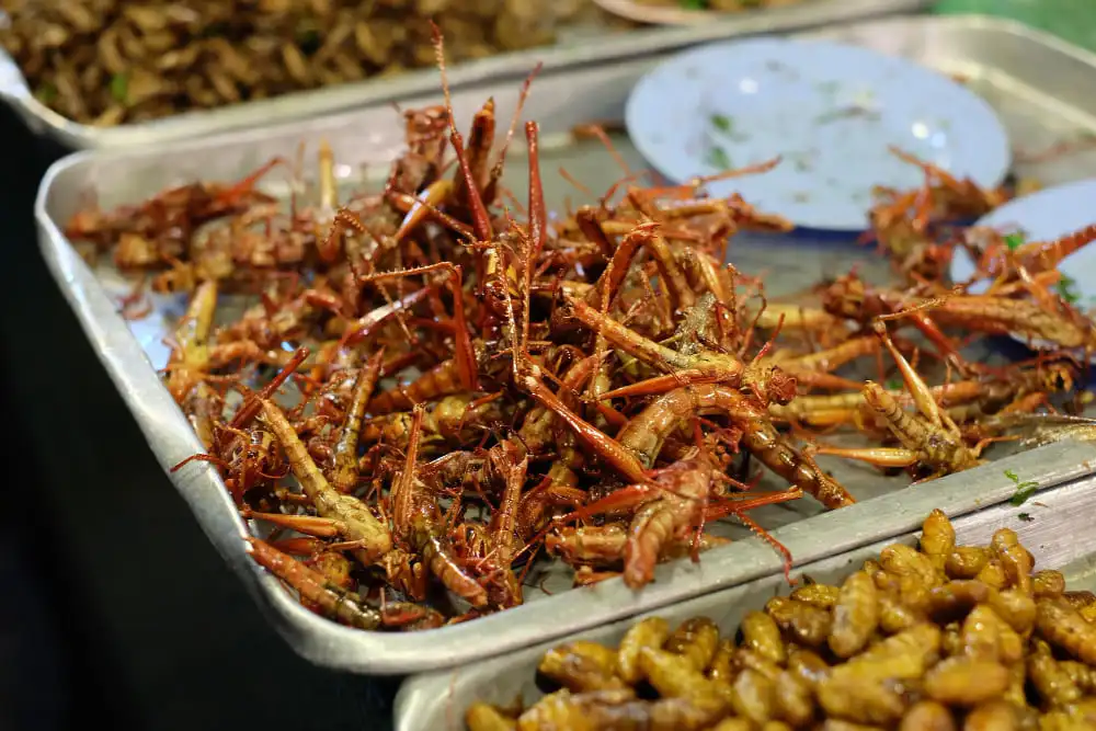 Edible Insects in Singapore