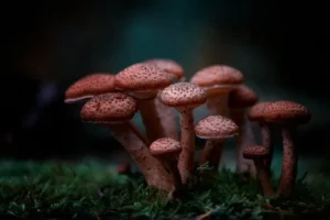 Psilocybin research overview with key scientific findings