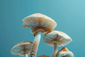 Psilocybin therapy and mental health treatment research overview